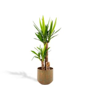 Yucca mit Topf - ↨100cm - Ø21cm