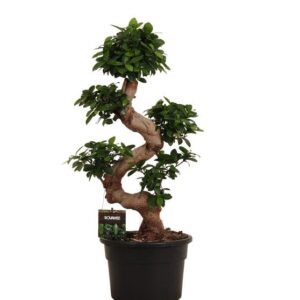 Yucca Rostrata - 140 cm - Ø45