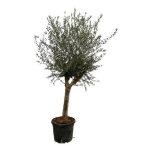 Yucca Rostrata - 140 cm - Ø45