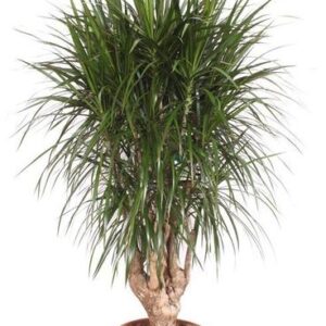 Dracaena Marginata vertakt XXL - 190cm ⌀ 40-45 cm