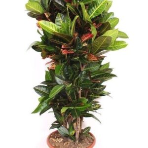 Codiaeum Petra - 170cm