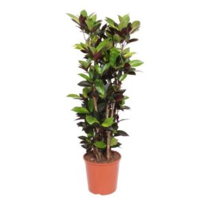 Codiaum Iceton - 140cm