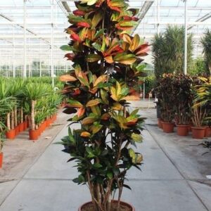 Codiaeum Iceton - 230 cm