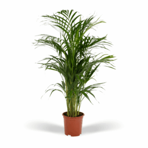 Areca-Palme - Ø17cm - ↕70cm