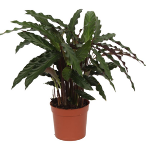 Calathea Elgergrass - 70cm - Ø17cm