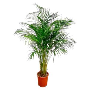 Dypsis Lutescens (Areca Palm) - 160 cm - ø27