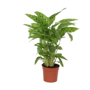 Calathea Leopardina - 35 cm - Ø12cm