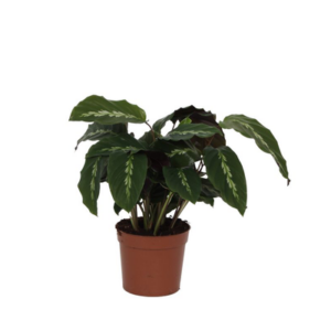 Calathea Maui Queen - 35 cm - Ø12cm
