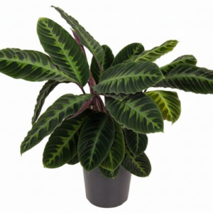 Calathea Warscewiczii - 90 cm - Ø24