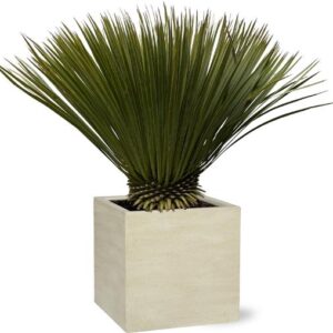 Yucca Rostrata - 80cm- Ø30