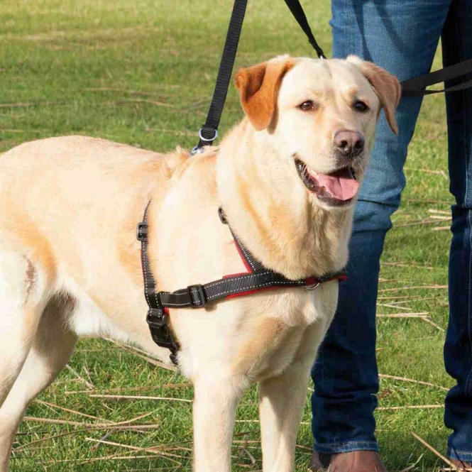 Trixie Trainingsgeschirr Lead'n'Walk Soft - S-M – Bild 3