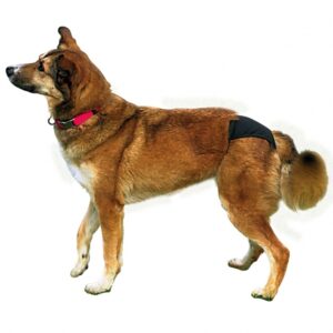 Alternative view of Trixie Schutzhöschen - Schwarz - XL