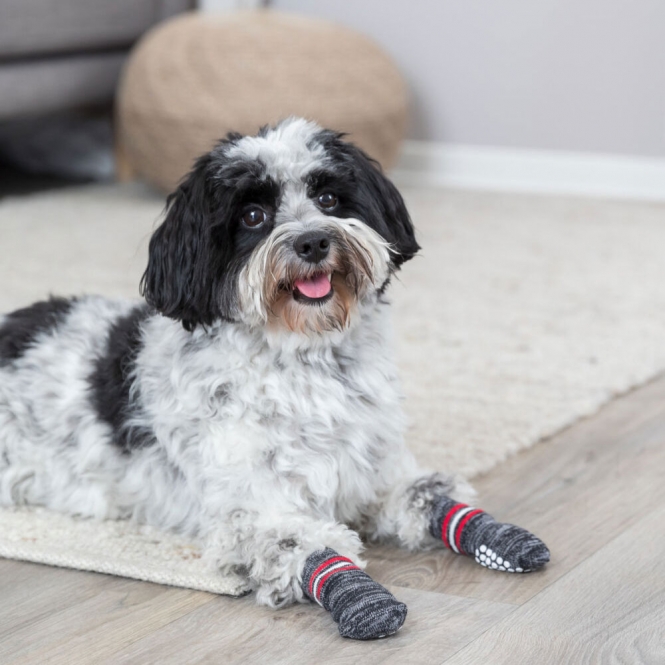 Trixie Hundesocken - Grau - XL – Bild 4