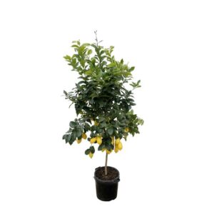Chamaerops Humilis struik - 170cm- Ø30