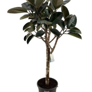 ficus elastica burgundy - 200 cm